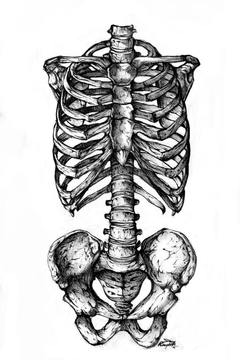 I have a weakness for anatomical drawings. Skeleton Drawings, Skulls Drawing, Human Skeleton, Human Anatomy Art, Anatomy Sketches, Anatomy For Artists, Skeleton Art, Desenho Tattoo, Anatomy Drawing