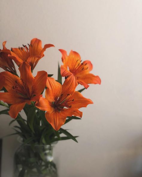 🧡 . . . #orange #orangelilies #orangeflowers #flowerphotography Orange Flowers In Vase, Orange Flower Aesthetic, Orange Freesia, Orange Flower Bouquet, Tiger Lilies, Flower Orange, Lily Bouquet, House Aesthetic, Orange Aesthetic