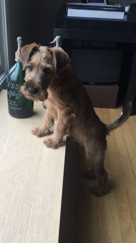 My pup Henry, Irish Terrier @ 10 weeks Irish Terrier Puppies, Lakeland Terrier, Irish Terrier, Fox Terriers, Wire Fox Terrier, Muddy Paws, Airedale Terrier, Fox Terrier, Scottish Terrier