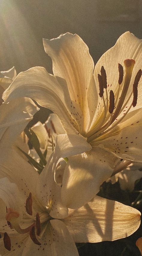 Lillies Wallpaper Aesthetic, Lily Flower Pictures, Lilly Wallpaper Flower, Lilies Desktop Wallpaper, Lilies In Garden, Lily Core Aesthetic Dark, Lilys Wallpapers, Lily Flower Aesthetic Vintage, Lilies Flowers Wallpaper