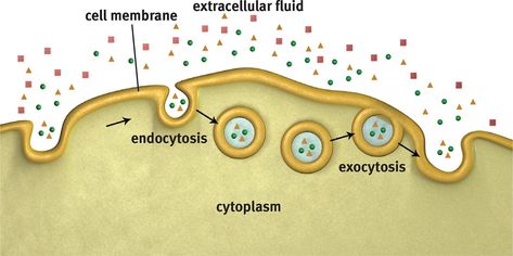 Endocytosis= invaginate and engulf particles into cell vesicle after they bing to receptors (=Vesicle Coating Proteins). 2 Types: 1)Pinocytosis= engulf fluid + dissolved particles. 2)Phagocytosis= engulf large solids. Exocytosis= secretory vesicles fuse with membrane to excrete things ex: important w/ synaptic vesicles in neurons. Endocytosis And Exocytosis, Extracellular Fluid, Human Physiology, Cell Membrane, Biology, Anatomy, Human, Quick Saves