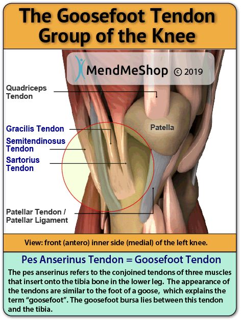 Pes Anserine Bursitis Pes Anserine Exercises, Knee Muscles Anatomy, Knee Muscles, Anatomy Of The Knee, Bursitis Knee, Knee Rehab, Muscles Anatomy, Knee Health, Hamstring Muscles