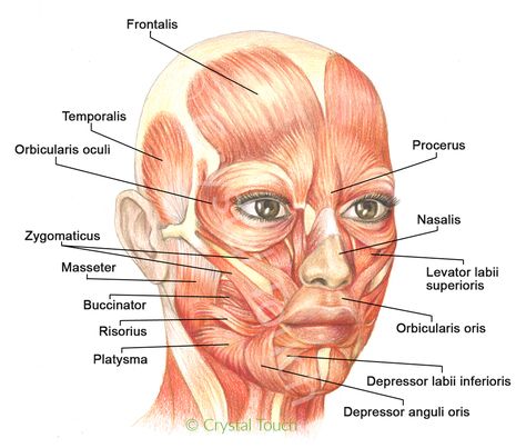 Muscles of facial expressions and how they work.  Which muscles get affected during Bell's palsy? What happens with the muslces during synkinesis? Muscles Diagram, Face Muscles Anatomy, Facial Muscles Anatomy, Muscles Of Facial Expression, Facial Yoga Exercises, Face Lift Exercises, Muscles Of The Neck, Facial Expressions Drawing, Muscles Of The Face