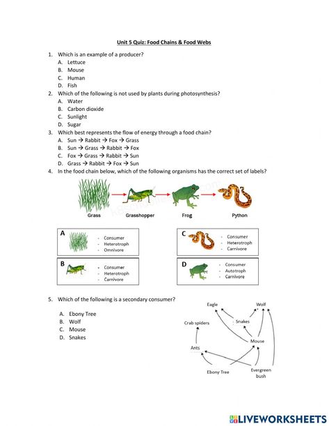 Food Chain And Food Web Worksheets, Food Chain Worksheets Grade 4, Food Chain And Food Web, Penguin Food, Food Chain Activities, Food Chain Worksheet, Food Web Worksheet, Food Web Activities, Middle School Science Activities