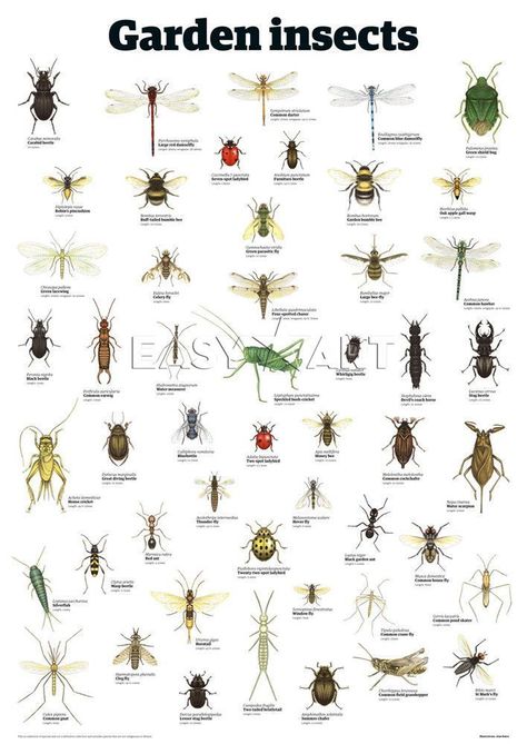 Garden Insect Identification Chart - If ... Insect Poster, Insects Art, Insect Identification, Grow Garden, Insect Hotel, Garden Bugs, Garden Insects, Garden Pest Control, Wildlife Gardening