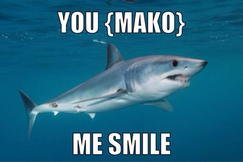 Mako shark pun Mako Shark Monday, Shark Reaction Pic, Shark Twitter Header, Cute Shark Picture, Silly Shark Pfp, Shark Profile Picture, Milk Shark, Sharks In Love, Funny Shark Pictures