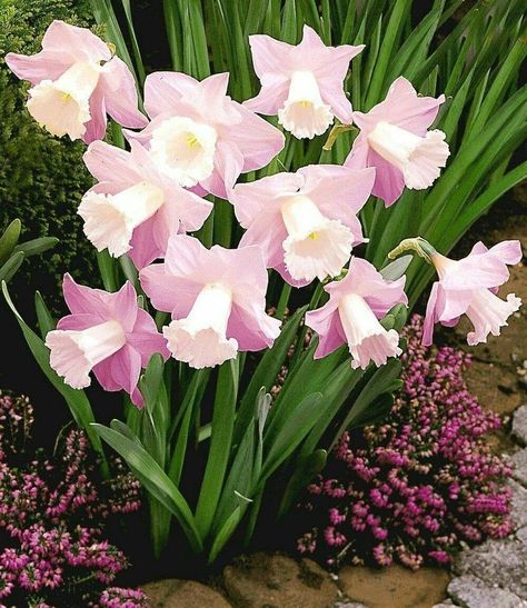 Pink Daffodils Narcissus Flower, Daffodil Flower, Bulb Flowers, Aquatic Plants, Beautiful Blooms, Flowers Nature, Garden Supplies, Flower Seeds, Love Flowers