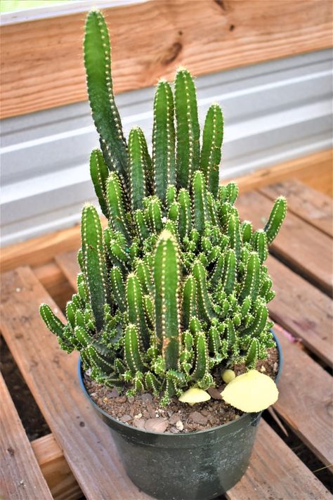 Succulent Plants Indoor, Repot Succulents, Replanting Succulents, Indoor Cactus Garden, Types Of Cactus Plants, Indoor Cactus Plants, Fairy Castle Cactus, Cactus Farm, Cactus For Sale