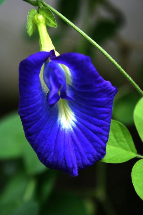 4/7/19: Blue pea vine, clitoria ternatea. Seeds gifted from Diemen Le planted at backyard trellis Clitoria Ternatea Flower, Backyard Trellis, Seeds Gifts, Butterfly Pea Flower, Butterfly Pea, Pea Flower, Unusual Flowers, Starter Plants, Flowers For You