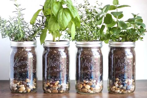 Indoor Plant Hacks, Jar Herb Garden, Mason Jar Garden, Mason Jar Herbs, Mason Jar Herb Garden, Growing Herbs Indoors, Tattoo Plant, Herb Jar, Diy Herb Garden