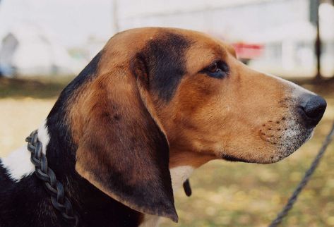 Walker Hound Dog, Treeing Walker Coonhound Puppy, Tree Walker Coonhound, Blue Tick Coonhound, Walker Hound, Coonhound Puppy, Blue Tick, Walker Coonhound, Treeing Walker Coonhound