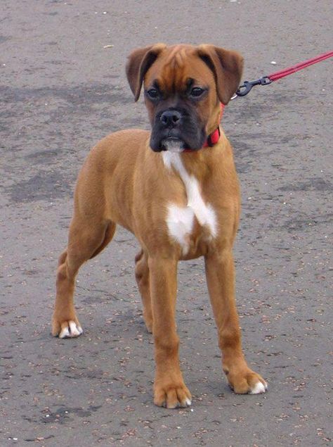 14 Facts About Boxer Dogs You Probably Didn't Know | PetPress German Boxer, Cute Boxer Puppies, Boxer Dog Breed, Boxer Dog Puppy, Boxer Dogs Funny, Boxer And Baby, Cute Boxers, Boxer (dog), Boxer Puppy