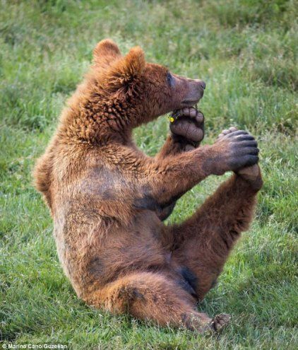 Hold that pose: The Bear props up his head with a paw while it shows off its flexibility by stretching out another leg Cantabria Spain, Morning Stretches, Skye Terrier, Bear Brown, Yoga Photos, Wildlife Photographer, Bear Arms, Never Mind, Shih Tzus