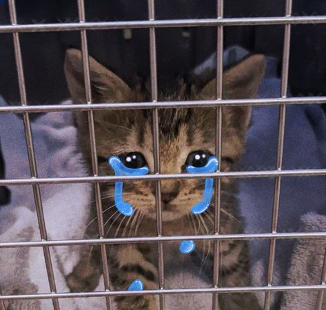 stinky the cat has been sent to jail and weeps for himself. Jail Reaction Pic, Cat In Jail, Jail Pfp, Stinky Cat, Jail Meme, Goofy Pics, Memes Cursed, Kitty Pics, Smiling Cat