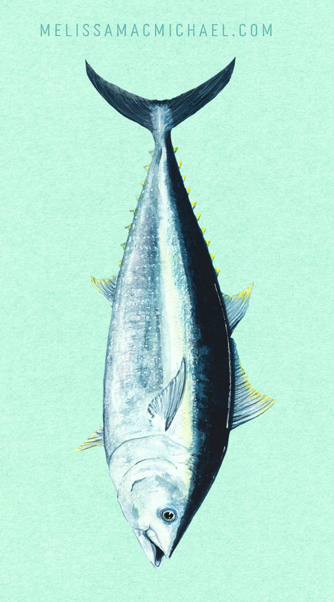 Bluefin Tuna Watercolor Gifts for Fish Lovers, watercolor paintings and surface design, available for customization and textile design. Contact hello@melissamacmichael.com

 Love the oceans 🐟 Tuna Painting, Atlantic Bluefin Tuna, Lovers Watercolor, Cute Hairless Cat, Book Ads, Bluefin Tuna, Tuna Fish, Watercolor Gifts, Hairless Cat