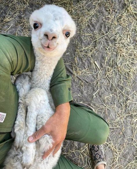 Heart Surgeon, Baby Llama, Baby Farm Animals, Wet Cat, Pretty Animals, Cute Animals Images, 웃긴 사진, Silly Animals, Fluffy Animals