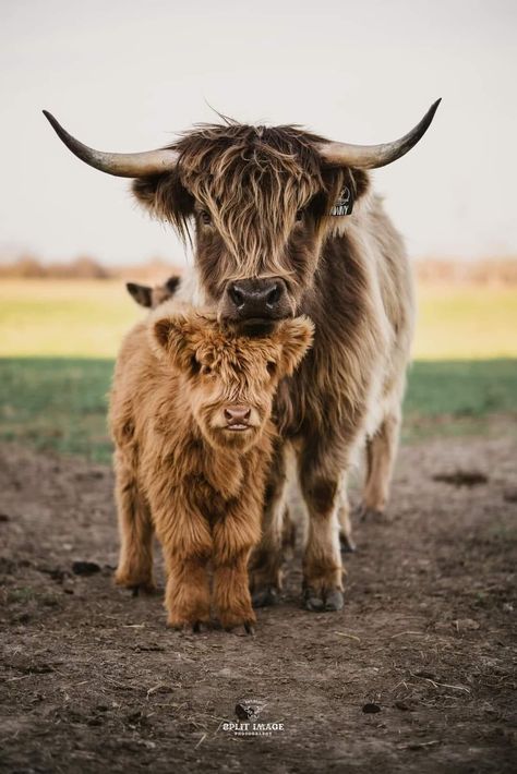 Mini Cows Wallpaper, Aesthetic Highland Cow Wallpaper, Baby Cows Fluffy, Hiland Cow, Highland Cow Aesthetic, Highland Cow Wallpaper, Highland Cow Photography, Highland Cow Pictures, Mini Highland Cow