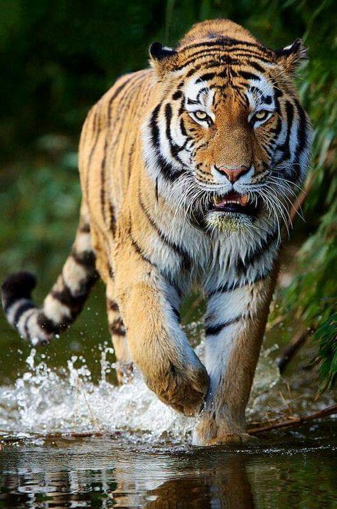 Male tiger Cats Siberian, Tiger Fotografie, Tiger Walking, Tiger Photography, Amur Tiger, Tiger Love, Tiger Illustration, Tiger Pictures, Wild Tiger