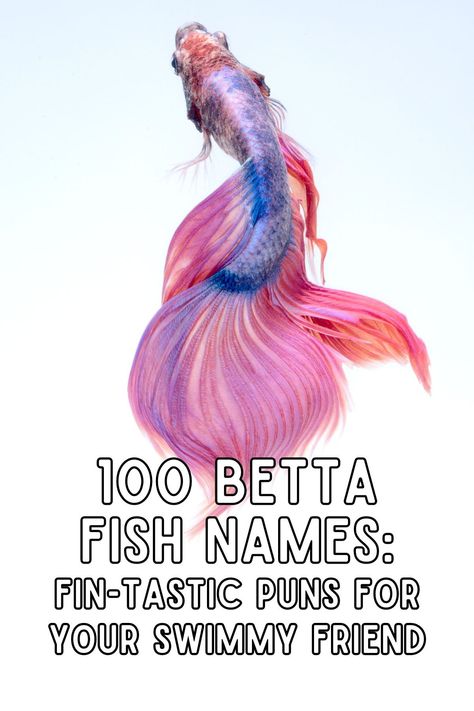 When choosing a name for your colorful betta fish, consider a moniker that reflects their vibrant hues. Betta fish come in a rainbow of colors, and each shade can inspire a clever, fitting name. Here's a fun guide to spark your creativity based on your fish's particular scales. Betta Fish Facts, Betta Fish Names Ideas, Tangerine Koi Betta, Beta Fish Name Ideas, Names For Fish Pet, Betta Fish Names Male, Fish Names Ideas Cute, Funny Fish Names, Beta Fish Names