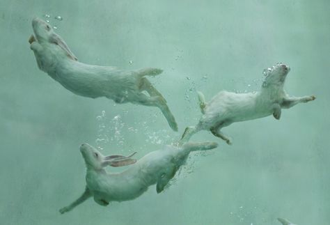 Zhou Hongbin 周宏斌⁠ ⁠ #bunnies #rabbit #photography #swim #water #art #contemporaryart #newyork #contemporarychineseart #chineseart #chineseartist #china #artgallery #artadvisory #london #uk #milan #italy #hongkong #shanghai #beijing #exhibitions #galleries #museums #amazing #artcollectors #contemporaryartist #artwork #中国当代艺术 #中国艺术家 Water Rabbit, Bunny Swimming, Rabbit Swimming, Rabbits Swimming, Rabbit Running Art, Rabbit Lying Down, Rabbit Jumping, Chinese Contemporary Art, Rabbit Painting