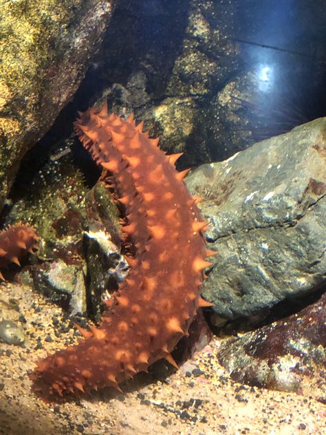 Giant Sea Cucumber Giant Sea Isopod, Biological Illustration, Aquarium Pics, Giant Sea Spider, Seaweed Underwater Photography, Seaweed Plant Ocean, Sea Cucumber, Splatoon, Ocean Life