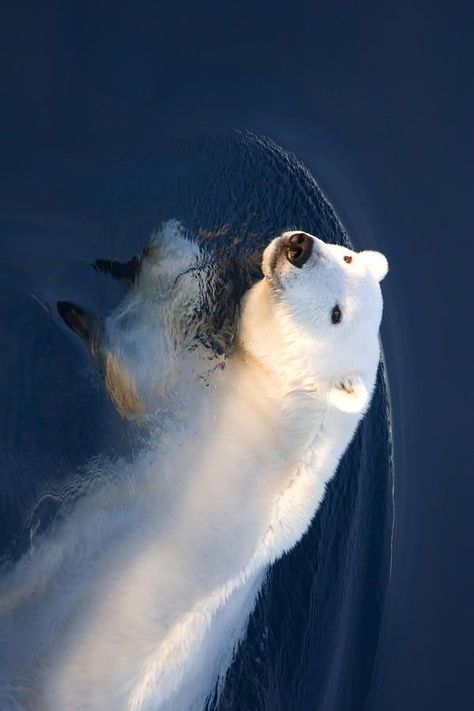 Polar Bear In Water, Cute Polar Bear Wallpaper, Polar Bear Wallpaper, Bear Bedding, Bear Clothing, Bear Jewelry, Bear Pillow, Theme Nature, Arlington Texas