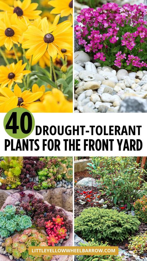 Want to plant a weather and water wise garden in your front yard? Here is the ultimate guide to drought tolerant plants that do well with minimal water but bring a lot of greenery and color. Find garden plant ideas for full sun, more shaded areas, heat intense areas, and more. In this article, we’ll recommend 40 drought-tolerant plants perfect for your garden, categorized into succulents, native grasses, ornamental grasses, and colorful perennials. Get our best garden design and layout tips too. Shade Perennial Garden, Drought Tolerant Landscape Front Yard, Colorful Perennials, Best Garden Design, Front Yard Garden Ideas, Tall Ornamental Grasses, Native Grasses, Drought Tolerant Perennials, Yard Garden Ideas