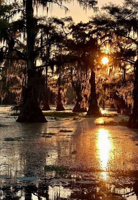 Bayou Aesthetic, Louisiana Bayou, Save File, Personal Brand, Louisiana, St Louis, Beautiful Nature, Subjects, New Orleans