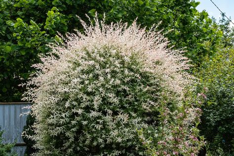 Flamingo tree (Salix integra 'Hakuro-nishiki'. Getty Images Dappled Willow Tree, Hakuro Nishiki, Fast Growing Shrubs, Lollipop Tree, Dappled Willow, Front Gardens, Winter Plants, Potted Trees, Replant