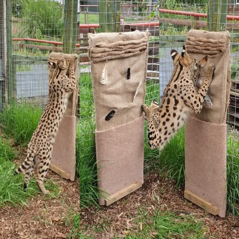 Wooden board with hessian sack, carpet and rope. Feathers etc. can be stuck through the hessian and scents can be rubbed into carpet Animal Enrichment Ideas, Fox Enrichment, Big Cat Enrichment, Enrichment For Zoo Animals, Zoo Enrichment, Planet Zoo Meerkat Habitat, Planet Zoo Fennec Fox Habitat, Planet Zoo African Penguin Habitat, Enrichment Projects