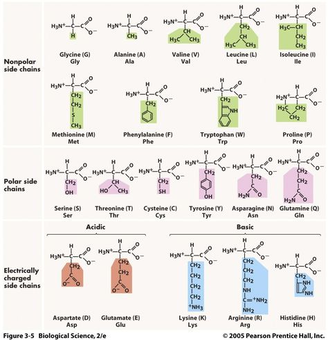 Polymer Science Chemistry, Proteins Chemistry, Organic Chem, Biochemistry Notes, Organic Chemistry Study, Mcat Study, Ap Biology, Chemistry Lessons, Chemistry Notes