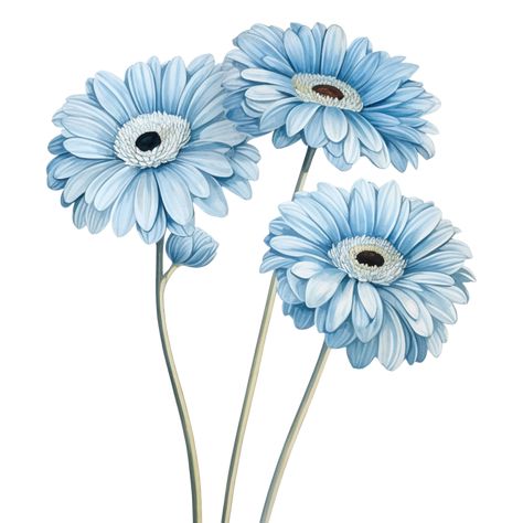 Gerbera Flower Drawing, Blue Gerbera Daisy, Gerbera Daisy Tattoo, Hot Air Balloon Drawing, Gerbera Daisy Flower, Gerbera Bouquet, Realistic Flower Tattoo, Daisy Drawing, Logo Online Shop