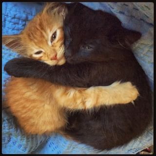 Cat Hug, Orange Cats, Silly Animals, Ginger Cats, Cute Kittens, Orange Cat, Silly Cats, Doja Cat, Pretty Cats