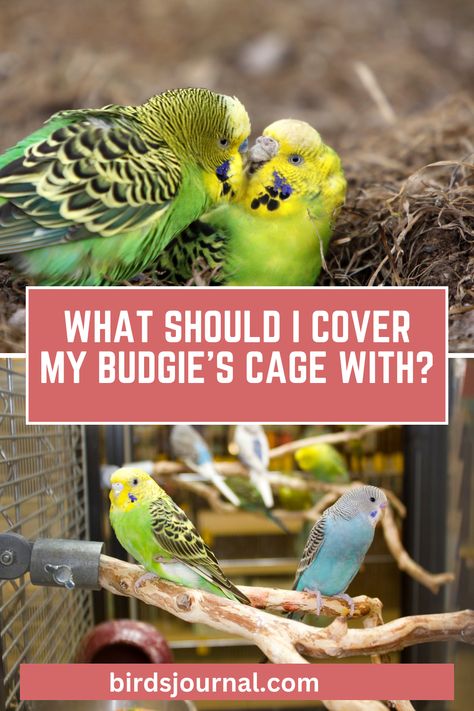 What Should I Cover My Budgie’s Cage With? Parakeet Cage Ideas Diy Bird Aviary, Budgie Cage Ideas Diy, Parakeet Cage Setup, Budgie Cage Ideas, Parakeet Cage Ideas, Budgie Cage Setup, Budgie Cage, Parakeet Cage, Pet Bird Cage