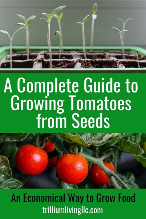 Vertical Container Gardening, Growing Tomatoes Indoors, Growing Tomatoes From Seed, How To Grow Tomatoes, Tips For Growing Tomatoes, Growing Tomato Plants, Tomato Seedlings, Growing Tomatoes In Containers, Grow Tomatoes