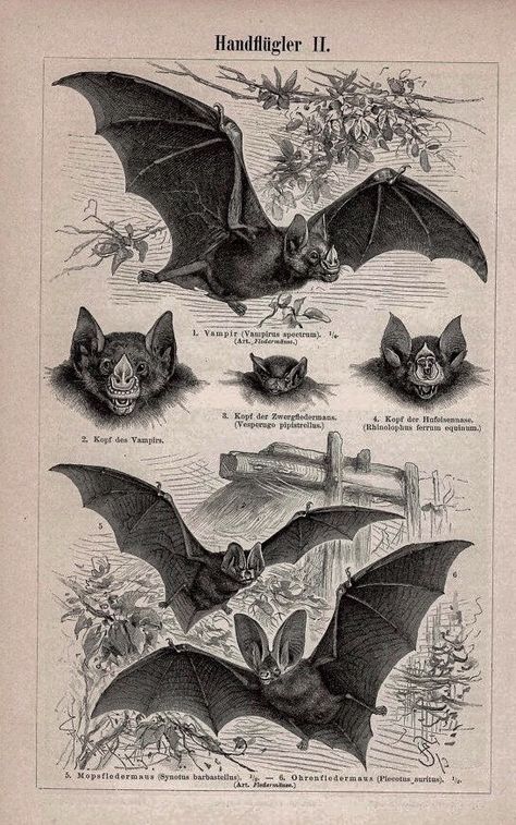 Bat Images, Bat Species, Bats Flying, Bat Art, Bat Tattoo, Theme Tattoo, Vampire Bat, Scientific Illustration, Arte Inspo