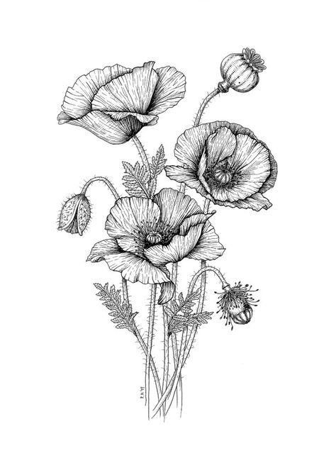 Poppy Botanical Illustration, Poppies Drawing, Poppy Botanical, Poppy Flower Tattoo, Poppy Drawing, Botanical Line Drawing, Poppies Tattoo, Flower Line Drawings, Poppy Art