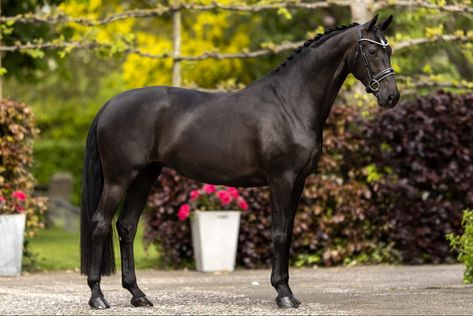 Black Warmblood, Danish Warmblood, Swedish Warmblood, Horse Motivation, Belgian Warmblood, Dutch Warmblood, Horse Poses, Warmblood Horses, Horse Mane