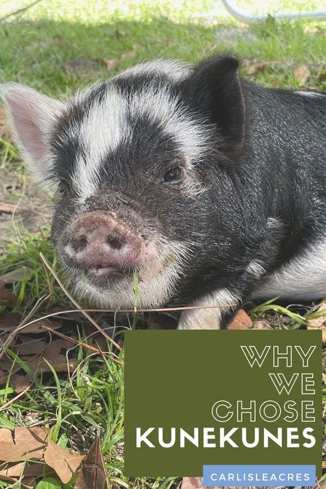 Pigs As Pets, Raising Kune Kune Pigs, Pet Pigs Indoor, Kunekune Pigs Care, Kunekune Pig Pen, Kunekune Pigs, Pig Pen Ideas, Pet Pig Care, Pig Fence