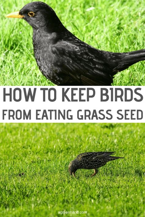 How To Keep Birds From Eating Grass Seed #agreenhand #grassseeds #seeds Planting Ginger Root, Planting Ginger, Planting Grass Seed, Best Grass Seed, Lawn Renovation, Garden Tricks, No Mow Grass, Lawn Care Schedule, Planting Grass