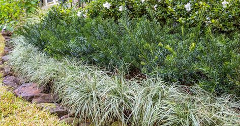 Embrace pathways with the gracefully-arching foliage of ‘Everest’ EverColor Carex.   #groundcover #slplants #southernlivingplants #carex #borderplanting #hedge Garden Layering, Plum Yew, Grass Alternatives, Green And White Garden, Foundation Plants, Southern Gardens, Colorful Shrubs, Shrubs For Landscaping, Flower Combinations