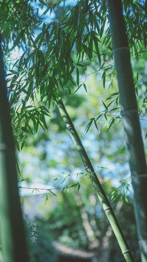 Bamboo Photography, Bamboo Aesthetic, Bamboo Wallpaper, Scenic Wallpaper, Girl Background, Fantasy Forest, Background Wallpaper For Photoshop, Beautiful Landscape Wallpaper, Beautiful Places Nature