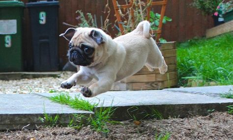 Cutest pug puppy ever Flying Pug, Perro Shih Tzu, Cute Pug Puppies, Baby Pugs, Pug Pictures, Pug Puppies, Pug Lover, Cute Pugs, Pug Love