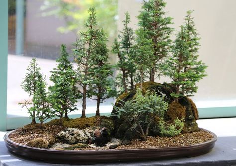 15 Beautiful Bonsai Forests     «TwistedSifter Redwood Bonsai, Flowering Bonsai Tree, Bonsai Forest, Bonsai Tree Types, Bonsai Tree Care, Indoor Bonsai Tree, Bonsai Seeds, Mini Bonsai, Indoor Bonsai