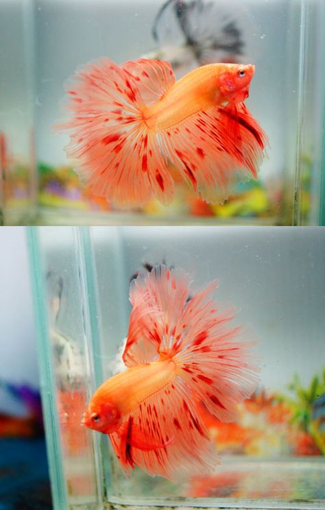 fwbettashm1415406199 - ***ORANGE FIRE*** Betta Setup, Siamese Fish, Desk Pets, Fish In The Water, Chien Golden Retriever, Betta Fish Types, Marimo Moss, Betta Aquarium, Pretty Fish