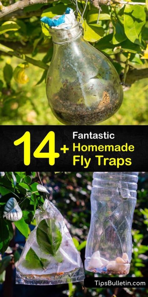 DIY Fly Traps - Fly Control the Simple Way Diy Fly Trap Outdoor, Fly Repellant Diy, Gnat Spray, Homemade Fly Traps, Killing Flies, Insect Repellent Essential Oils, Diy Fly Trap, Fly Infestation, Flies Outside