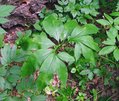 Arisaema dracontium (green-dragon): Go Botany Dichotomous Key, New England States, Flower Spike, Green Dragon, Forest River, Shade Garden, Flower Petals, Botany, Perennials