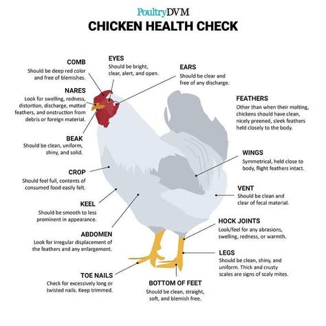 The Dark Side Of Keeping Chickens – Bitchin' Chickens Chicken Facts, Raising Farm Animals, Backyard Chicken Coop Plans, Diy Chicken Coop Plans, Chicken Mom, Backyard Chicken Farming, Chicken Health, Raising Backyard Chickens, Chicken Garden