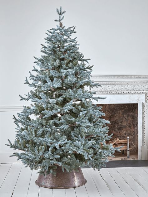 Festive inspiration and ideas for styling a cosy Christmas home Colorado Christmas Tree, Blue Spruce Christmas Tree, Christmas Tree Guide, Christmas Tree Care, Christmas Tree Ring, Mountain Christmas, Fall In Love Quotes, Christmas Styling, Spruce Christmas Tree