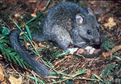 McElmurray's Mountain Retreat! Wood Rat, Small Rat, Pack Rat, Mother Earth News, Mountain Lion, Rodents, Rats, Outdoor Camping, Recreational Vehicles